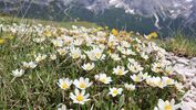 OD 0414 Südtirol Sextener Dolomiten Frühling Weiße Silberwurz Blumen Pflanzen Commons