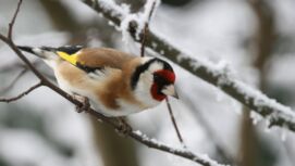 Aktion "Stunde der Wintervögel"