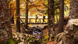 Feldberg - Schwarzwald - Herbst