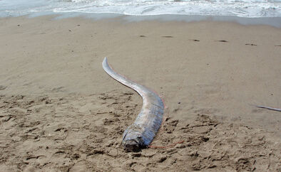 toter Riemenfisch am Strand Knochenfisch Unheilsbringer Weltuntergangsfisch Erdbeben Naturkatastrophen