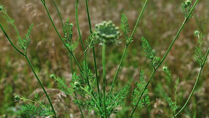 od-essbare-Pflanzen-Wilde-Moehre-botanikus_Daucus carota5-LOCHSTAMPFER.jpg