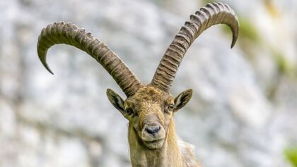 Steinbock Projekt