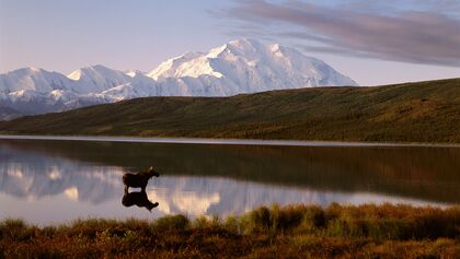 Elch in Alaska - im Hintergrund der Denali