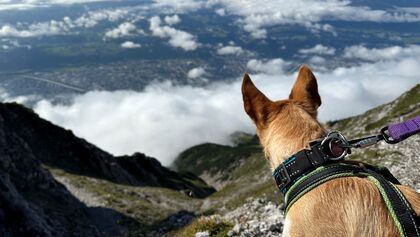 Alpencross mit Hund