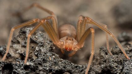 Braune Violinspinne Loxosceles rufescens Echte Webspinne