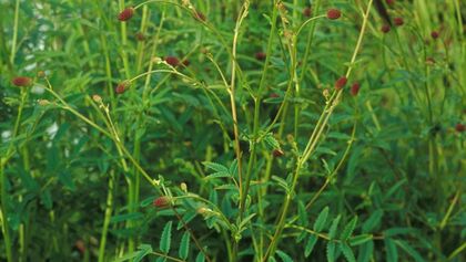 od-essbare-Pflanzen-Grosser-Wiesenknopf-botanikus_Sanguisorba officinlis.jpg