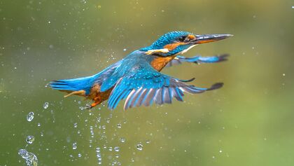 outddor eisvogel fotografie Shutterstock 