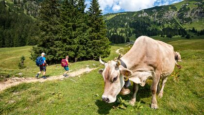 od-1018-oberallgaeu-BastianMorell-tk-1 (jpg) Allgäu Kuh