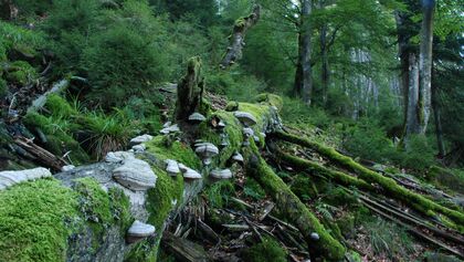 Nationalpark Schwarzwald