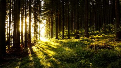 AL-Illu-Sonne-Baeume-Wald-_Rainer-Sturm_pixelio (jpg)