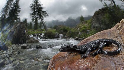 Alpensalamander Lurch Amphibien Deutschland Salamandra atra