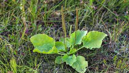 od-essbare-pflanzen-Grosser_Wegerich_shutterstock_213456862.jpg