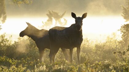 Outdoor-Destination Schweden