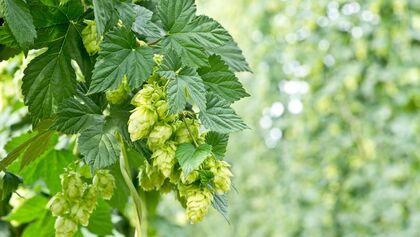 od-essbare-pflanzen-Hopfen_COLOURBOX9290548.jpg