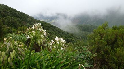 od-2015-madeira6 (jpg)