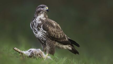 Mäusebussard Greifvogel Buteo buteo