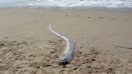 toter Riemenfisch am Strand Knochenfisch Unheilsbringer Weltuntergangsfisch Erdbeben Naturkatastrophen