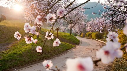 OD 2015 Pfalz Mandelblüte Wandern Südliche Weinstraße