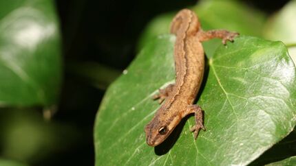 Teichmolch Lissotriton vulgaris Salamander Lurch Amphibien Deutschland Lissotriton vulgaris