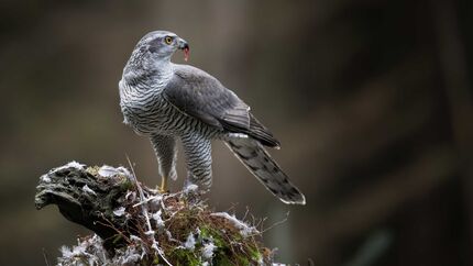 Habicht Accipiter gentilis Greifvogel