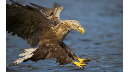 Seeadler Greifvogel Haliaeetus albicilla