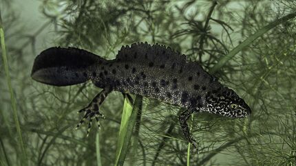 Nördlicher Kammmolch Salamander Lurch Amphibien Deutschland Triturus cristatus