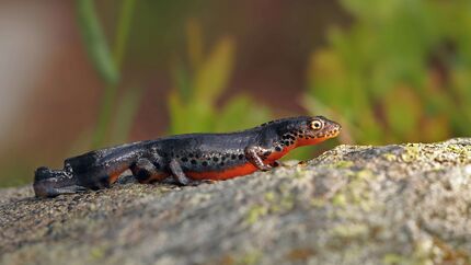 Bergmolch Lurch Salamander Amphibien Ichthyosaura alpestris