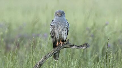 Wiesenweihe Circus pygargus Greifvogel