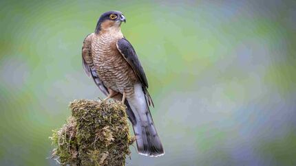 Sperber Accipiter nisus Greifvogel