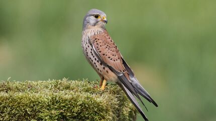 Turmfalke Falco tinnunculus Falke Greifvogel