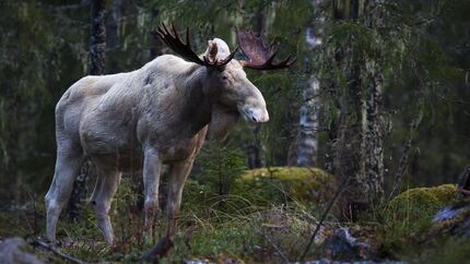 Outdoor-Destination Schweden