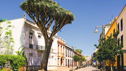 Drachenbaum in San Cristobal de La Laguna, Teneriffa