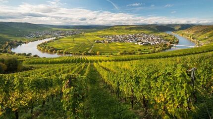 od-2016-wandern-in-rheinlandpfalz-Moselschleife bei Leiwen-Moselsteig (jpg)