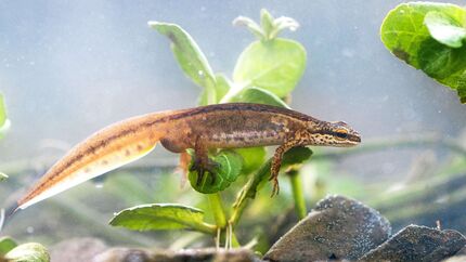 Fadenmolch Salamander Lurch Amphibien Deutschland Lissotriton helveticus