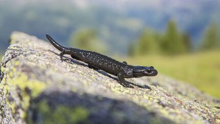 Alpensalamander auf Stein im Nationalpark Hohe Tauern Deutschland Lurch Amphibien Salamander Salamandra atra