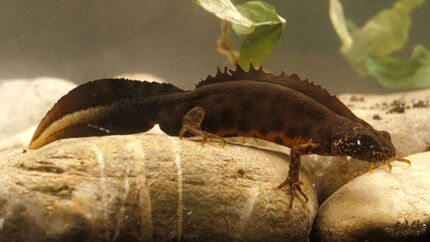 Alpen-Kammmolch, Salamander, Lurch Amphibien Deutschland Triturus carnifex