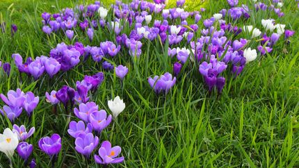 OD 2017 Frühling Krokusblüte Frühjahr Saisonstart