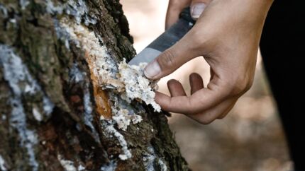 Basislager: Bushcraft - Fackel bauen