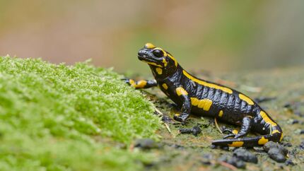 Feuersalamander Lurch Amphibien Deutschland Salamandra salamandra