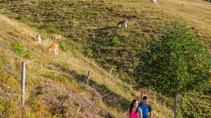 Auf dem Albsteig im Schwarzwald