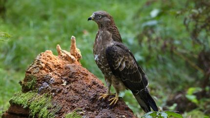 Wespenbussard Pernis apivorus Greifvogel